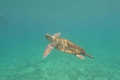 Excursion en bateau à Akamas, plongée avec tuba et observation des tortues