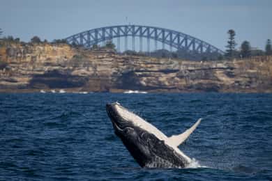 Sydney: Valskådningskryssning och Taronga Zoo-paket