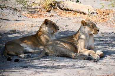 Victoria Falls: 4-Day Tour with Chobe