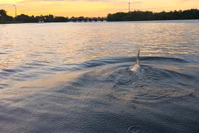 Cocoa Beach/Merritt Island: Guided Dolphin and Manatee Tour