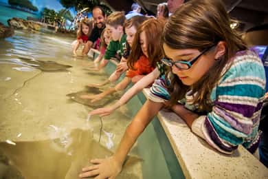 New England Aquarium Entry + Optional Simons Theatre