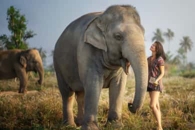 Elefánt dzsungel menedékhely etetési tapasztalat