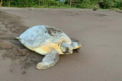 TORTUGUERO: Sighting of Turtles in their Natural Habitat in Tortuguero