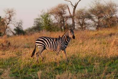Safari di gruppo in campeggio di 5 giorni