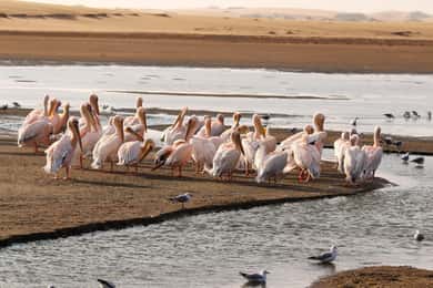 Sandwich Harbour: 4x4-tour waar de zee en de duinen elkaar ontmoeten