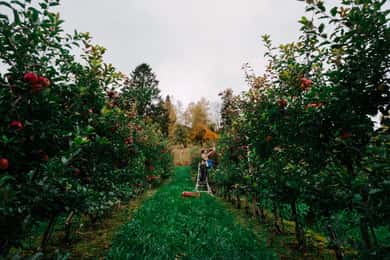 Ulvik: Ciderproeverij met 4 soorten cider of appelsap