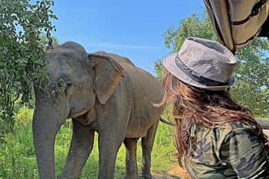 From Ella: Yala Safari with Tangalle/Mirissa/Galle Drop-off