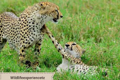 4-Day Tarangire Serengeti Ngorongoro Camping Safari