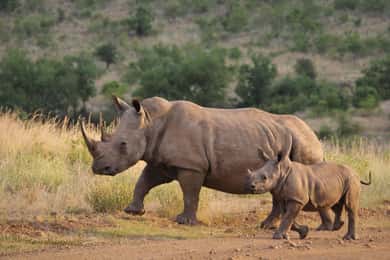 Isimangaliso Wetland Park Boat Cruise & Game Dve from Durban
