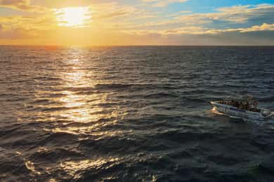 Costa Adeje: Hval- og delfinsafari med båd