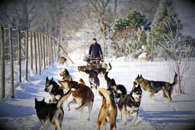 SLED DOG KENNEL VISIT TARTU COUNTRY ESTONIA