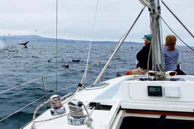 Monterey: Private Whale Watching/Sailing Tour for 6