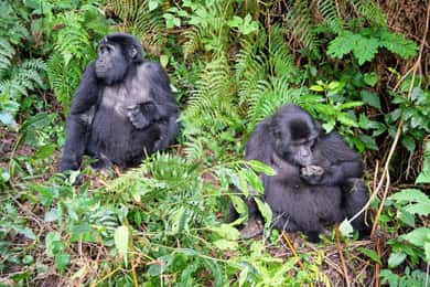 3-Day Gorilla Experience In Uganda