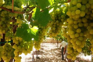 Wineries of Central Israel private tour
