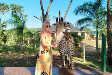 giraffe feeding