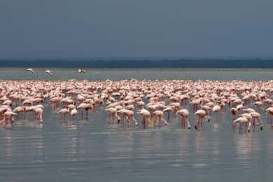 Da Nairobi: Pernottamento sul lago Nakuru e Hells Gate