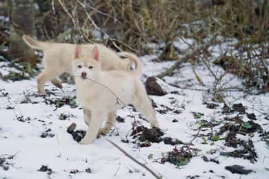 Ushuaia: Complete Husky Experience + Buoy Park with Transfer