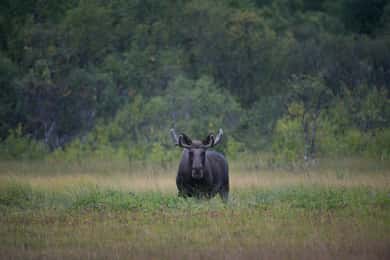 Bodø: Moose Safari Tour