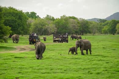 Minneriya: Safári Privado de Elefantes no Parque Nacional Minneriya