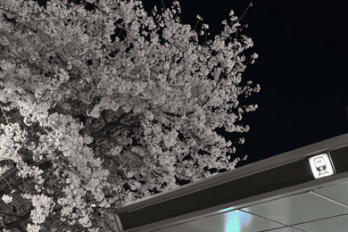 Seoul City Cherry Blossom Privat sightseeingtur