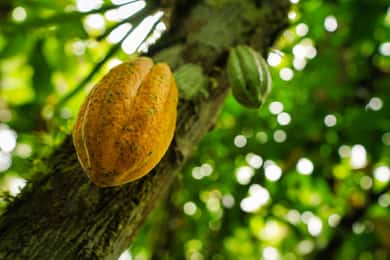 La Fortuna: Chocolate-Making Experience with Tastings