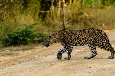 Från Mirissa/Galle/Tangalle – Yala Leopard Safari Tour