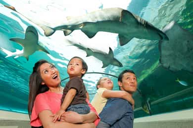 SEA LIFE Sydney Aquarium Entry Ticket