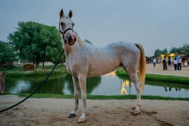 Dubai: Experiență de călărie în oaza Al Marmoom cu gustare