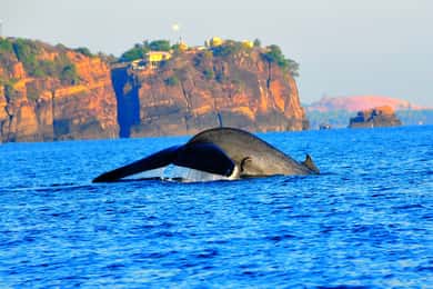 Trincomalee: Dolphin & Whale Watching Boat Tour