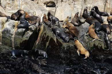Yacht tour around the Palomino Island