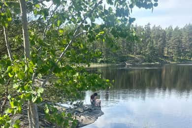 Stockholm: Forest Hike, Sauna, and Traditional Swedish Food