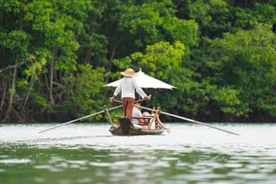 Koh Chang: Mangrove Forest Gondola Tour