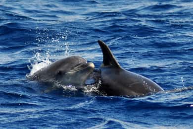 Fuerteventura: Katamaran-Segeltörn und Delfine.