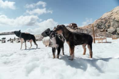 Norwegen: Besuch des Husky-Camps auf dem Folgefonna-Gletscher