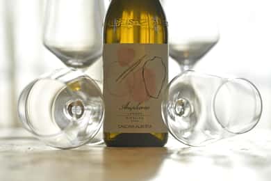 Wine Tour.Visita una piccola Cantina Biologica nelle langhe/Cascina Alberta