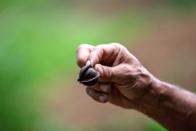 Maui: Macadamia Nut Farm and Hydroponic Tour with Lunch