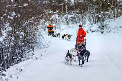 From Tromsø: Dog Sledding Adventure in Tamokdalen