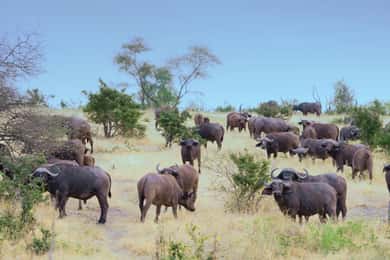 3 Days Nyerere National Park Safari (Selous Game Reserve)