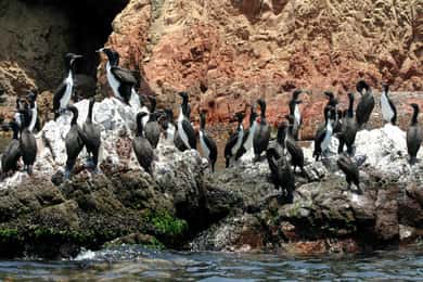 Paracas: tour in barca delle Isole Ballestas e dei Candelabri