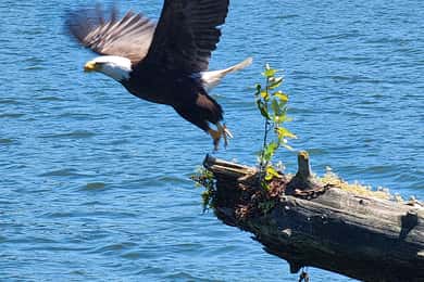 2 Hour Nature River Boat Tour on the Willamette River