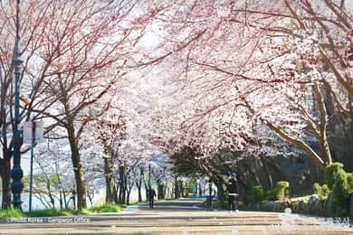 Seul: Excursão de um dia às cerejeiras em flor da primavera da Coreia