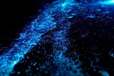 Nocne wiosłowanie z bioluminescencją