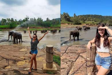 From Colombo: Pinnawala & Tea factory with Kandy Hotel Drop