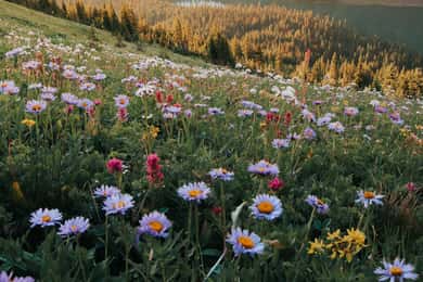Canmore: Medicinal and Edible Plants, 2-hour Nature Walk