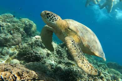 Gili Air : PRAIVATE & SHARING Snorkeling Tour+Gopro Shooting