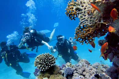 Antalya'dan: Öğle Yemeği ve Transfer Dahil Scuba Dalışı