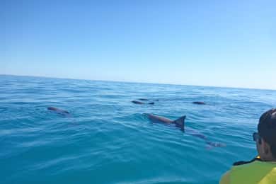 Dolphin Kayak Tour & Beach 4X4 National Park Tour (Private)