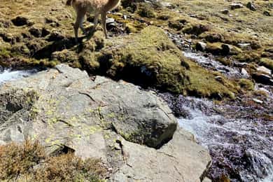 Cordon del Plata: Trekking to Cerro Lomas Blancas 3600 meters above sea level