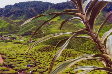 Cameroon Highland : Best nature in highland