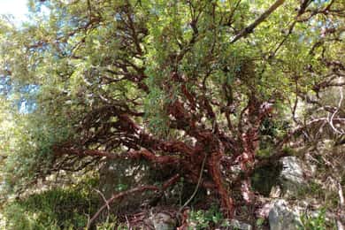Da Cordoba: Escursione al Bosco di Tabaquillos e alla Cascata di Lampazos con pranzo